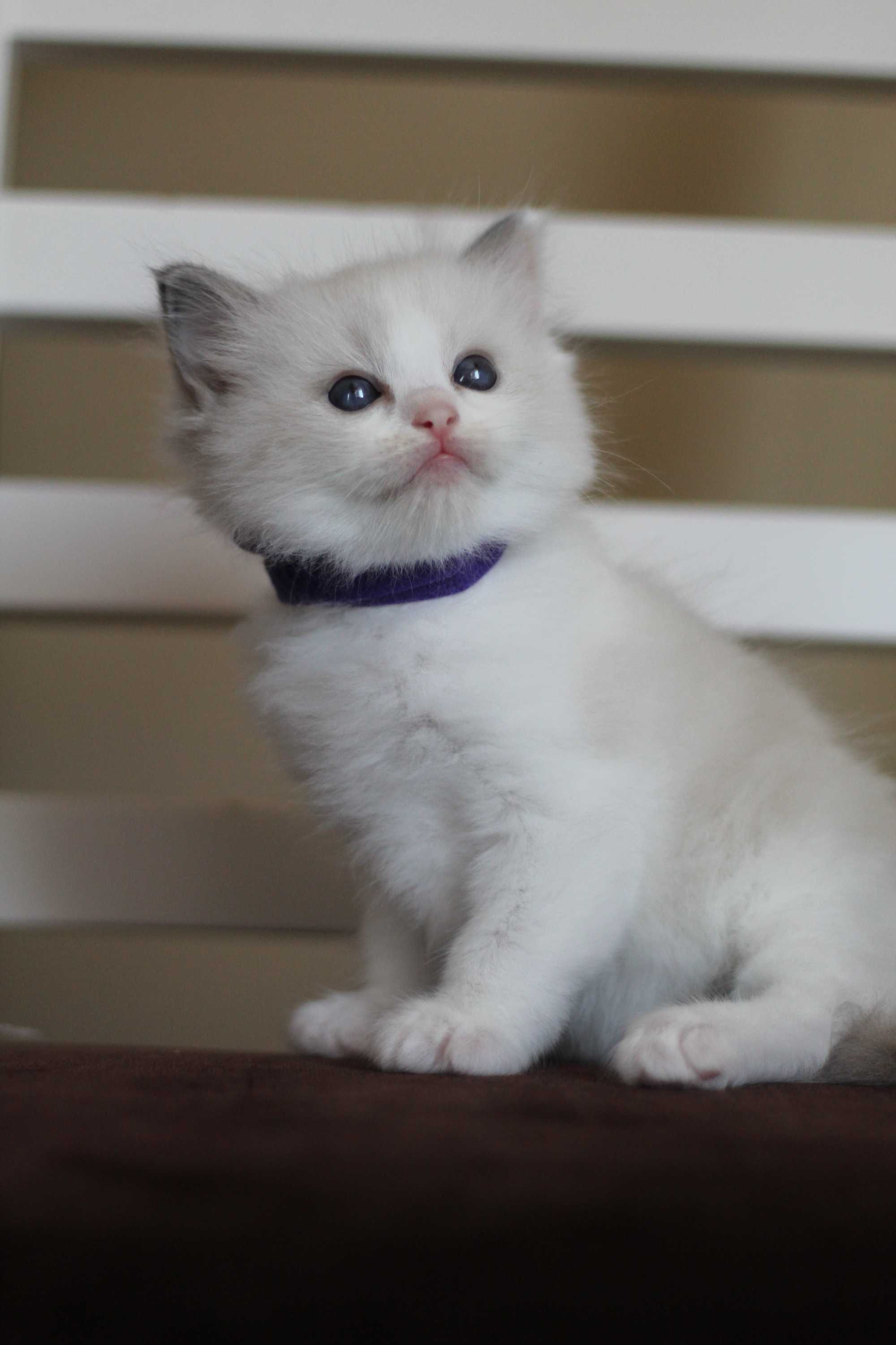 Ragdoll kocurek Frascati – rodowód WCF, kastracja, badania, wyprawka