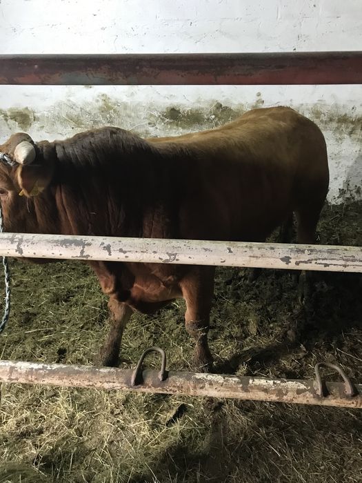 Skup Bydła Krowy Byki Jałówki Cielęta Odsadki