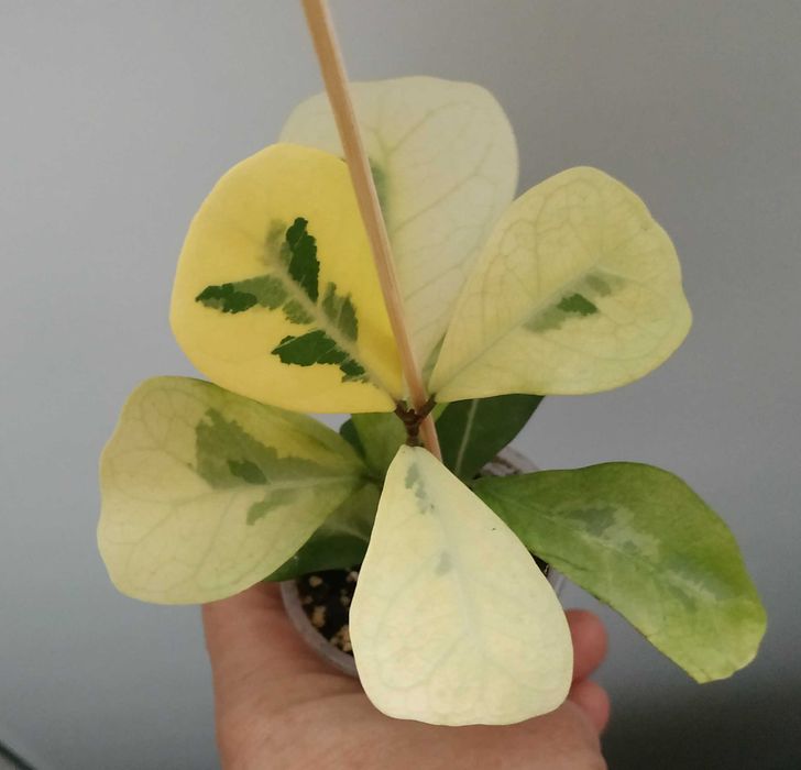 Продам фікус   Тріануляріс Коконат крем