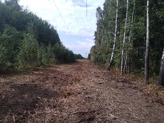 Karczowanie działek, likwidacja sadów, frezowanie , wycinka drzew