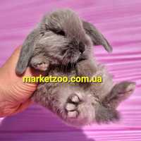 Карликовый мини mini lop мiнi кролик баранчик вислоухий голубой блакит