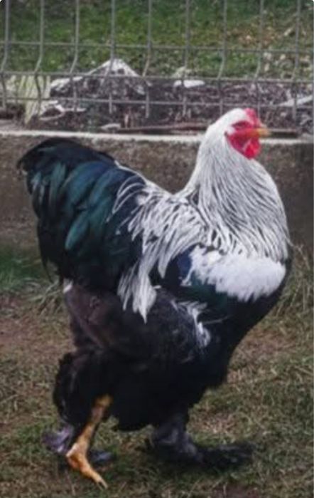 Pintainhos brahma leght dark