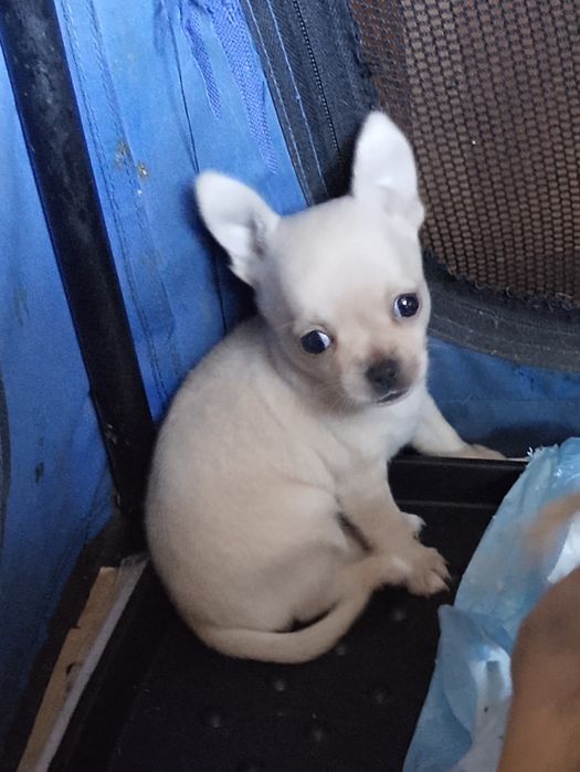 Sprzedam suczkę chihuahua