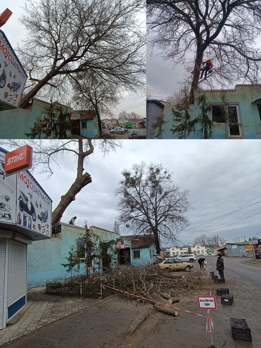 Зрізання дерев будь-якої складності, кронування, розчистка ділянок.