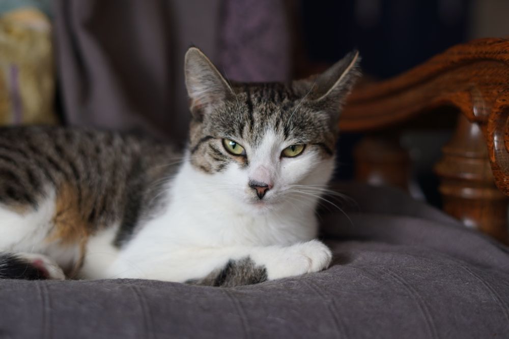 Juleczka- dorosła kotka wielkości kociaka szuka cierpliwego domu