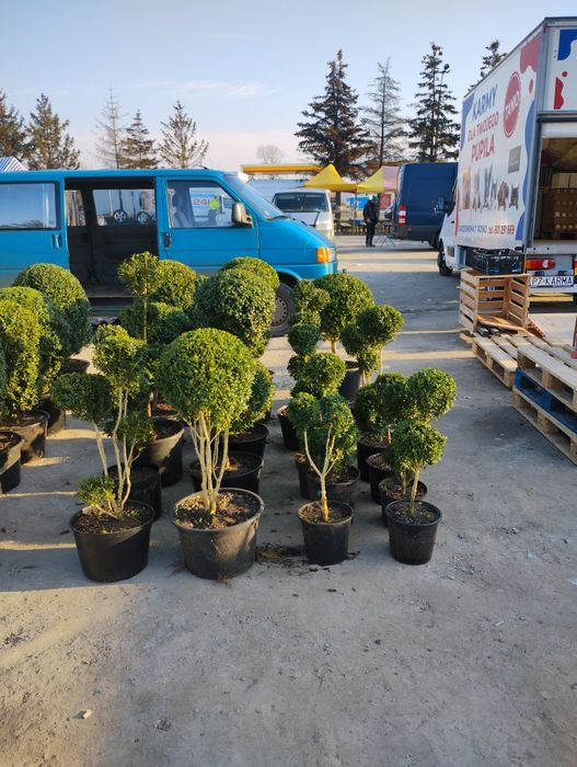 Bukszpany i inne krzewy ozdobne