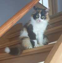 Princessa ok.3 letnia wysterylizowana kotka z dodatnim Felv szuka domk