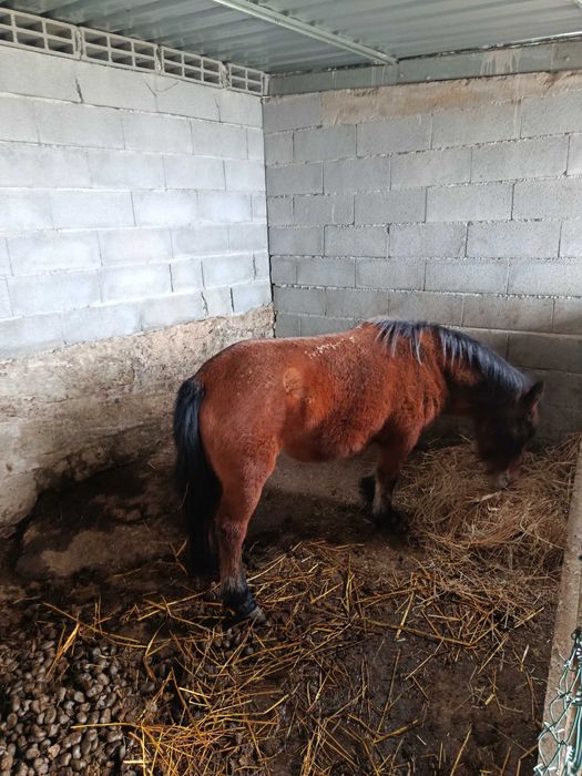 Égua pônei venda ou troco
