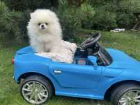 Szpic miniaturowy Pomeranian hodowla fci