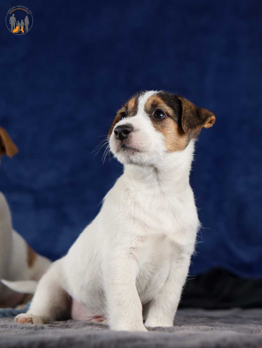 Jack Russell Terrier ZKwP FCI