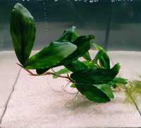 Bucephalandra Silver Powder