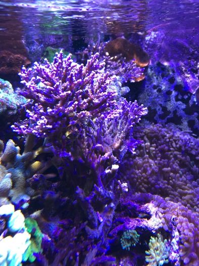 sps acropora filoletowa koral akwarium morskie