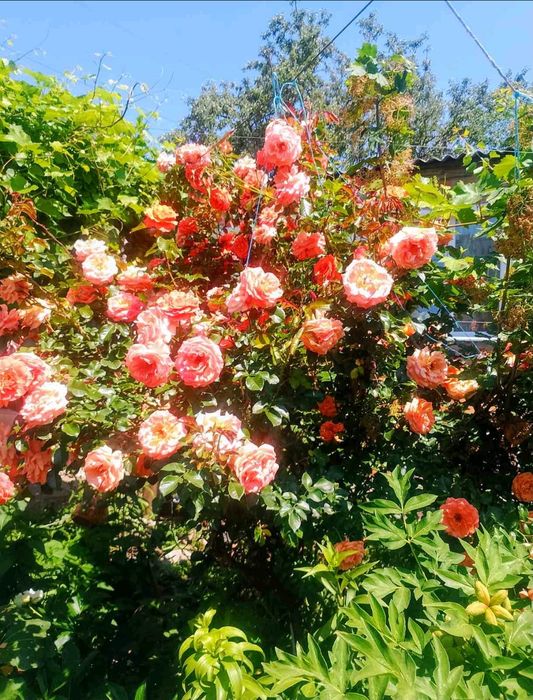 Сдам комнату  в доме, м. Киевская 10 мин. пешком