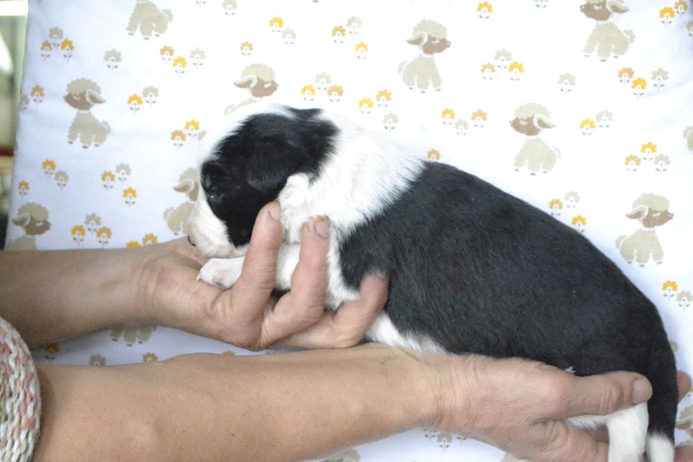 Щенки Бордер Колли КСУ