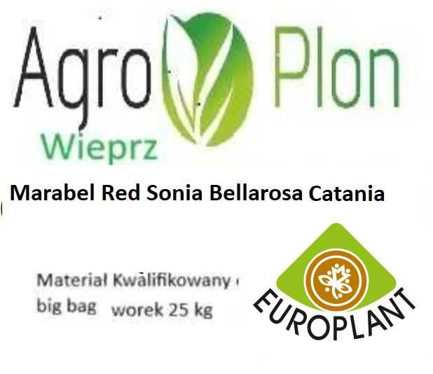Bellarosa Red Sonia Marabel Catania Ziemniaki sadzeniaki kwalifikat