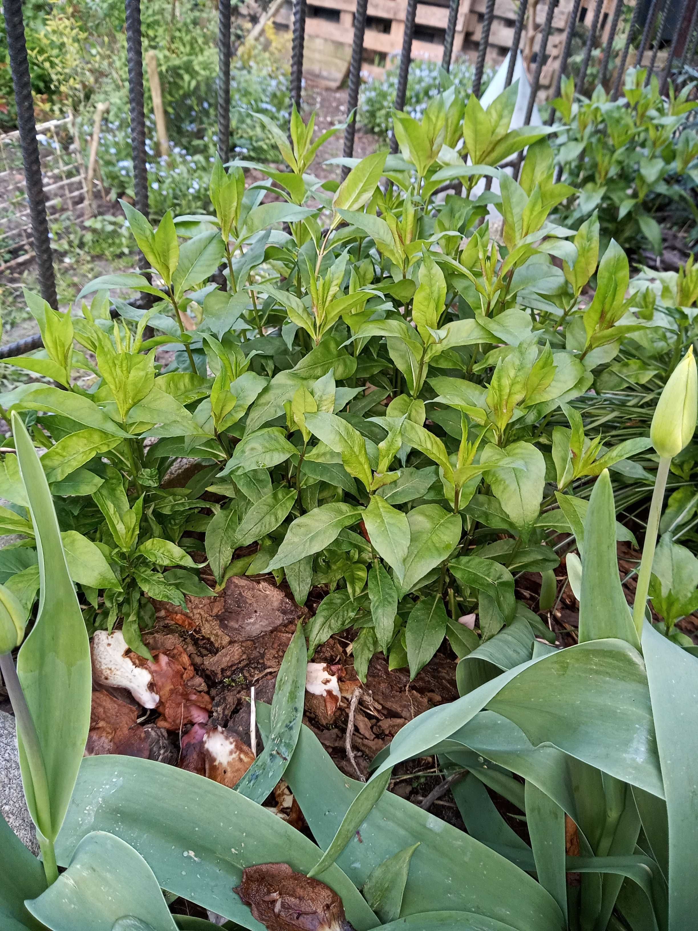 Zioła,rośliny ogrodowe kwiatowe, wierzbę "Hakuro Nishiki",oregano-lebi