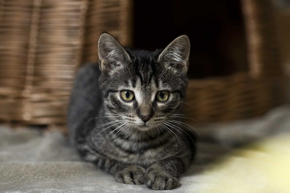 Piękna Miso szuka odpowiedzialnego domu