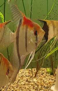 Skalar Manacapuru red shoulder dużo ryb W-wa od Tapajos.pl