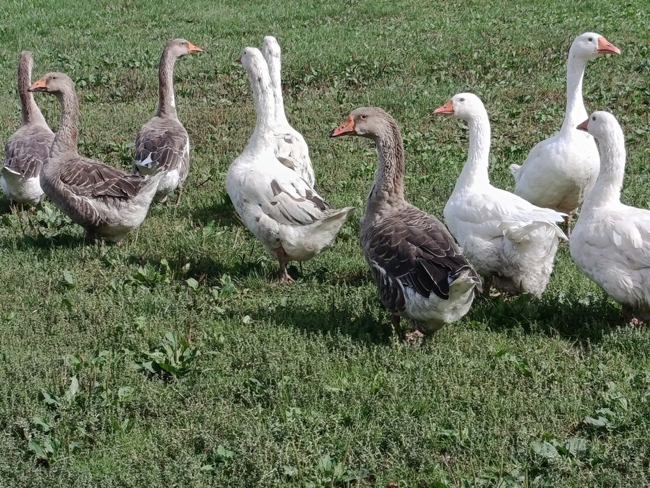 Sprzedam gąski widoczne na zdjęciu