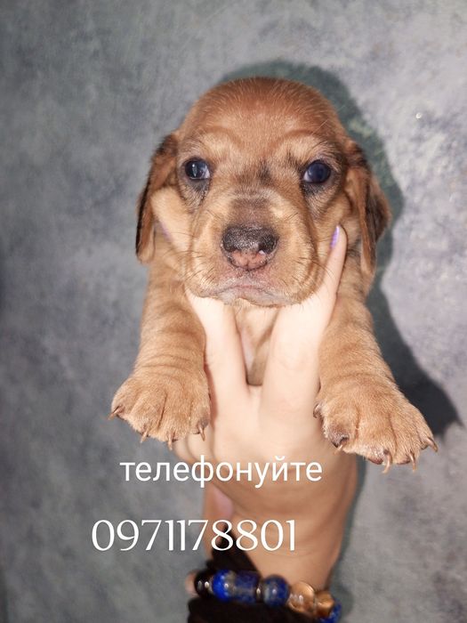 Міні такси забарвлення руді дівчатка та хлопчики