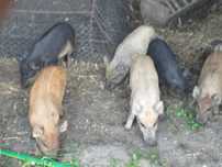 sprzedam prosięta mangalica
