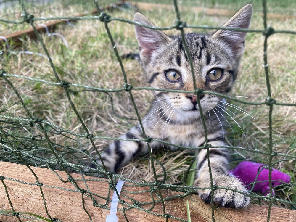 Wspaniały kocurek do adopcji - Whiskas szuka domku. Adoptuj