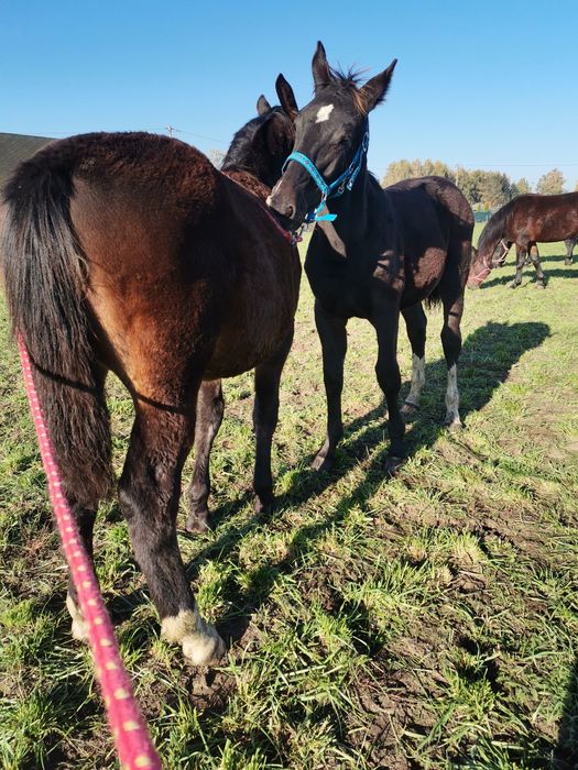 Ogierki śląskie odsadki