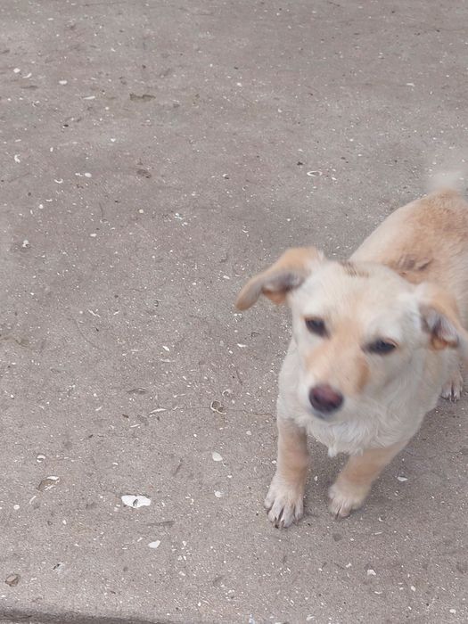 Щенок в хорошие руки