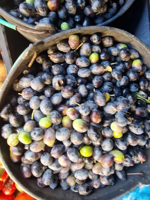 Vendo azeite do produtor