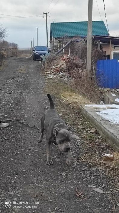 Кобель  Кане Корсо