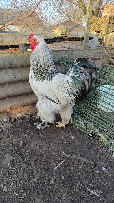 Продам півнів брами