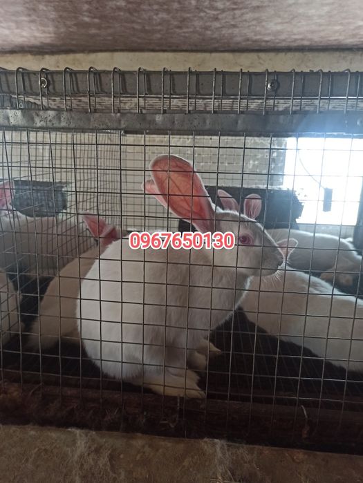 Продам кролів породи термонська біла
