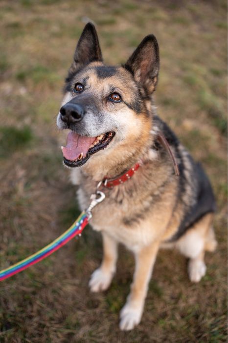 Misia - seniorka o wielkim sercu szuka domu