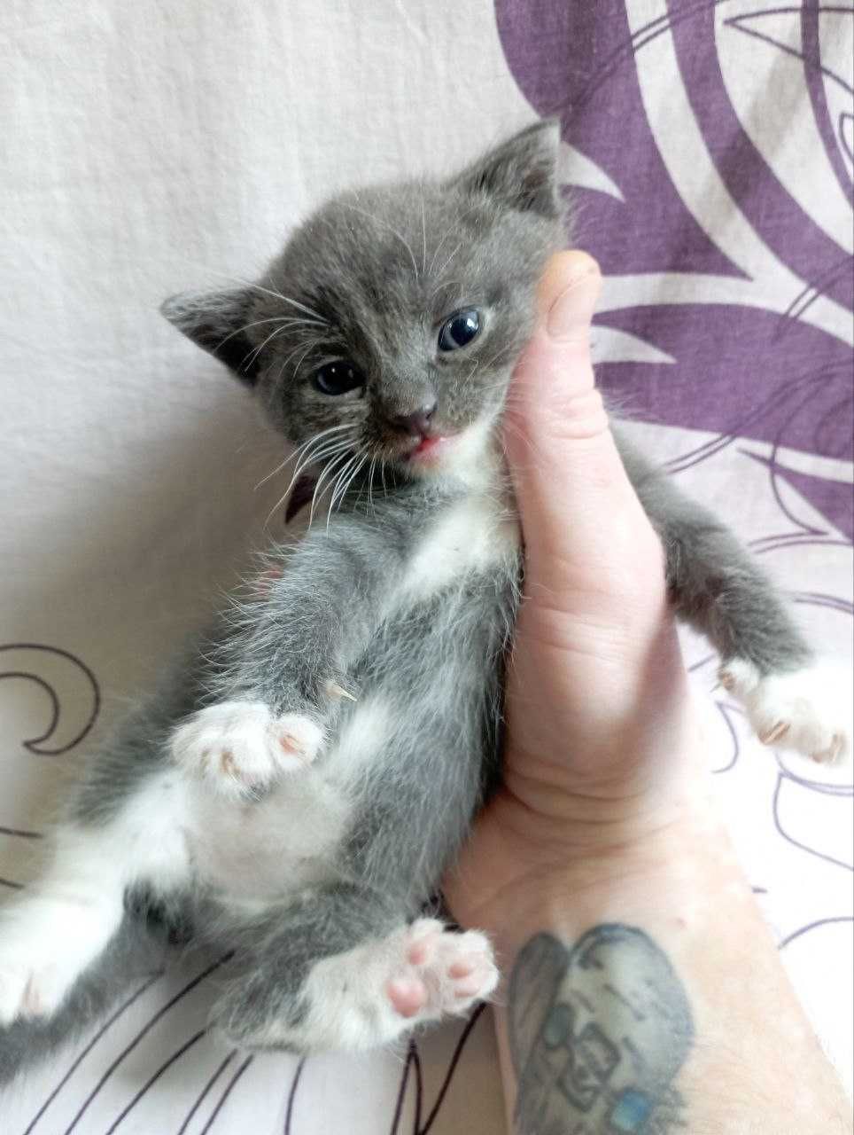 Серые, Чёрные, Чёрный с белым. Котята нашей кошки. Родились 03.08.2025