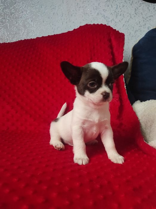 ЧУДО малыш чихуахуа!!!