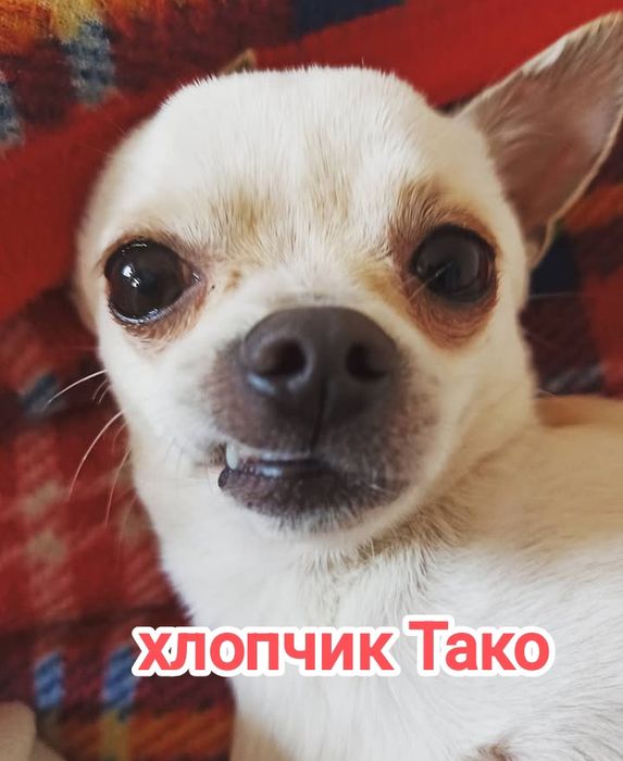 В добрі ручки пара чихуахуа (тільки разом!)