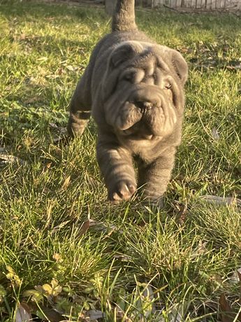 Shar pei blue szczeniak