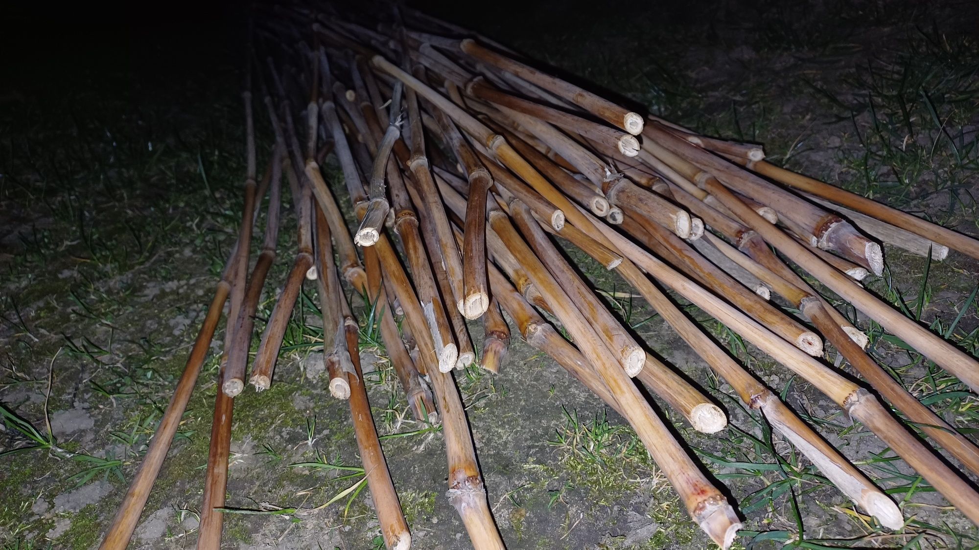 Kije - tyczki bambusowe / trzcinowe od 1 do 3 m 105 sztuk