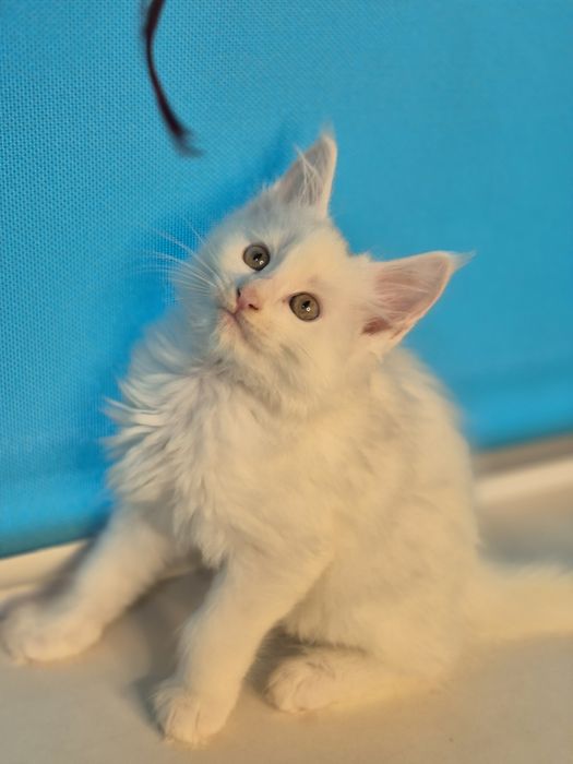 Кошенята Мейн Кун