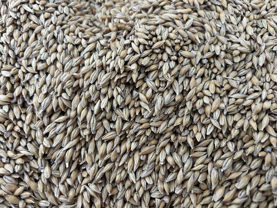 Продам посівний озимий ячмінь Снігова Королева