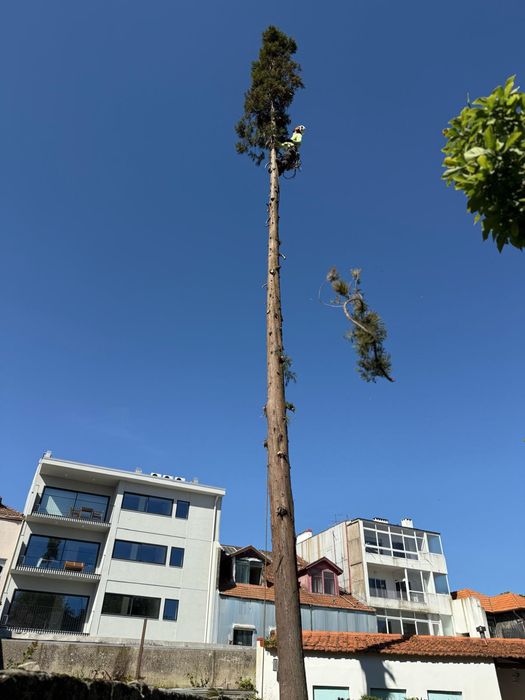 Arborista Emanuel Ramos -   Poda/abate de árvores Escalada Arborista