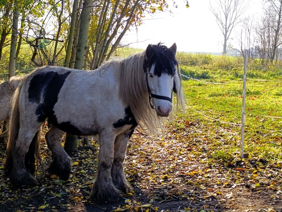 Pilna sprzedaż - wałach tinker