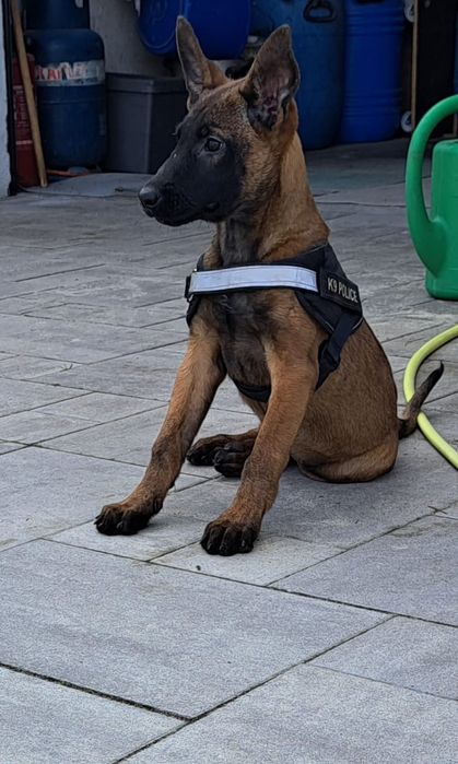 Owczarek belgijski Malinois suczka gotowa do odbioru