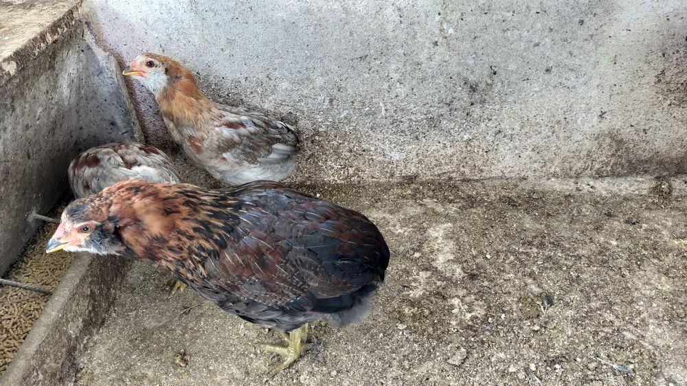 Pintos Araucana - Ovos azuis / verdes