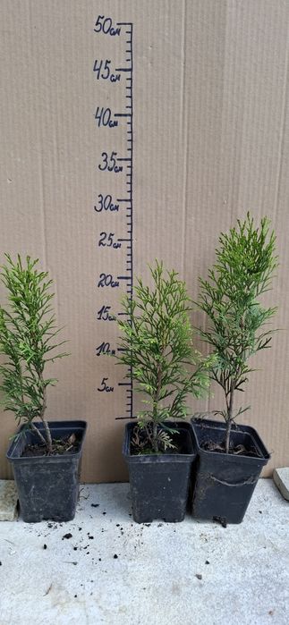 Туя  Смарагд (горщик 1л)