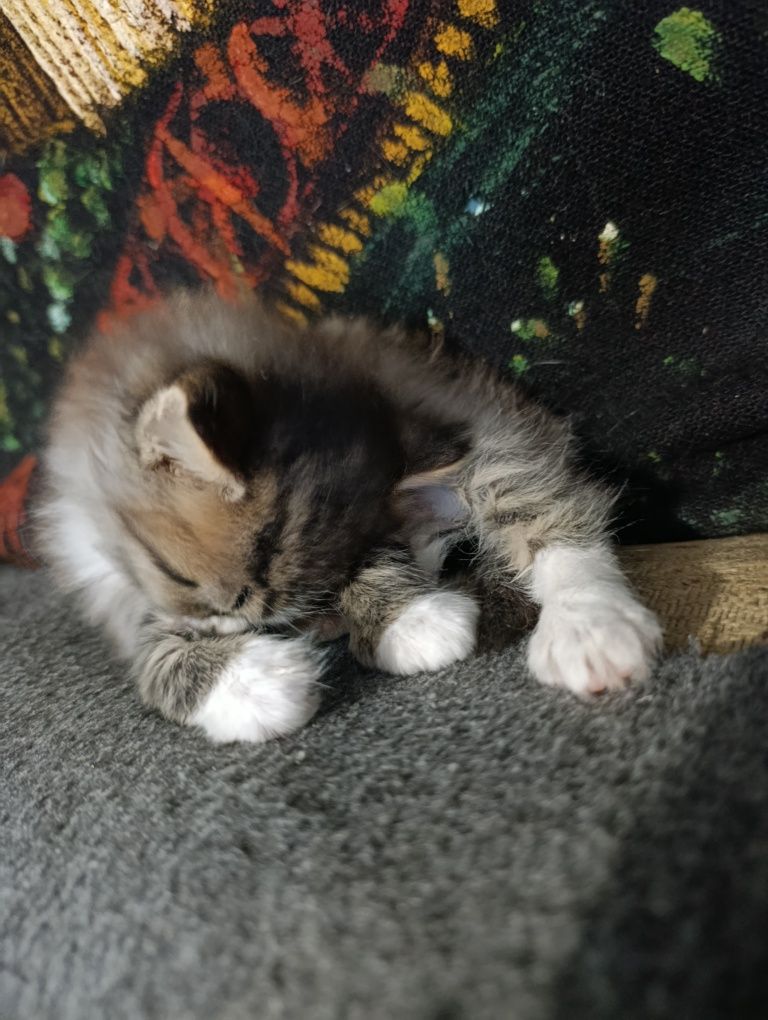 Кошечка бесплатно