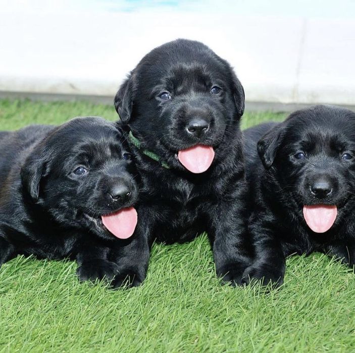 Ищем невесту для вязки