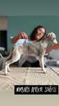 Chart angielski Whippet FCI