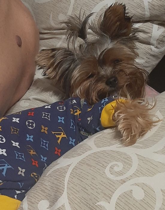 Вязка йорка хлопчик