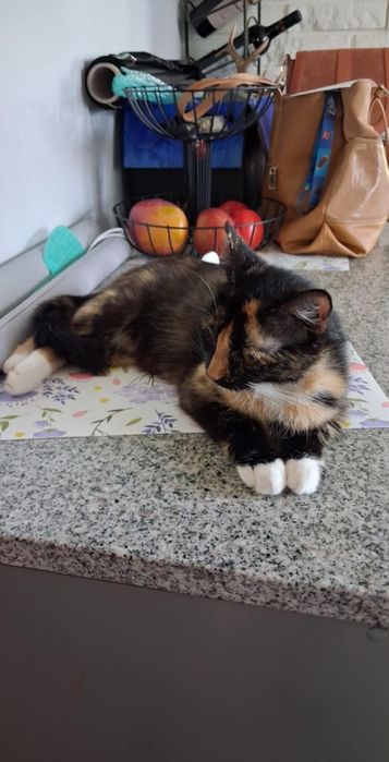 Kotka Frania do adopcji